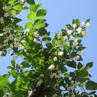 6月庭木の剪定方法【庭の歳時記】