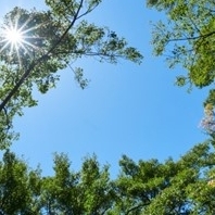 7月庭木の剪定方法【庭の歳時記】
