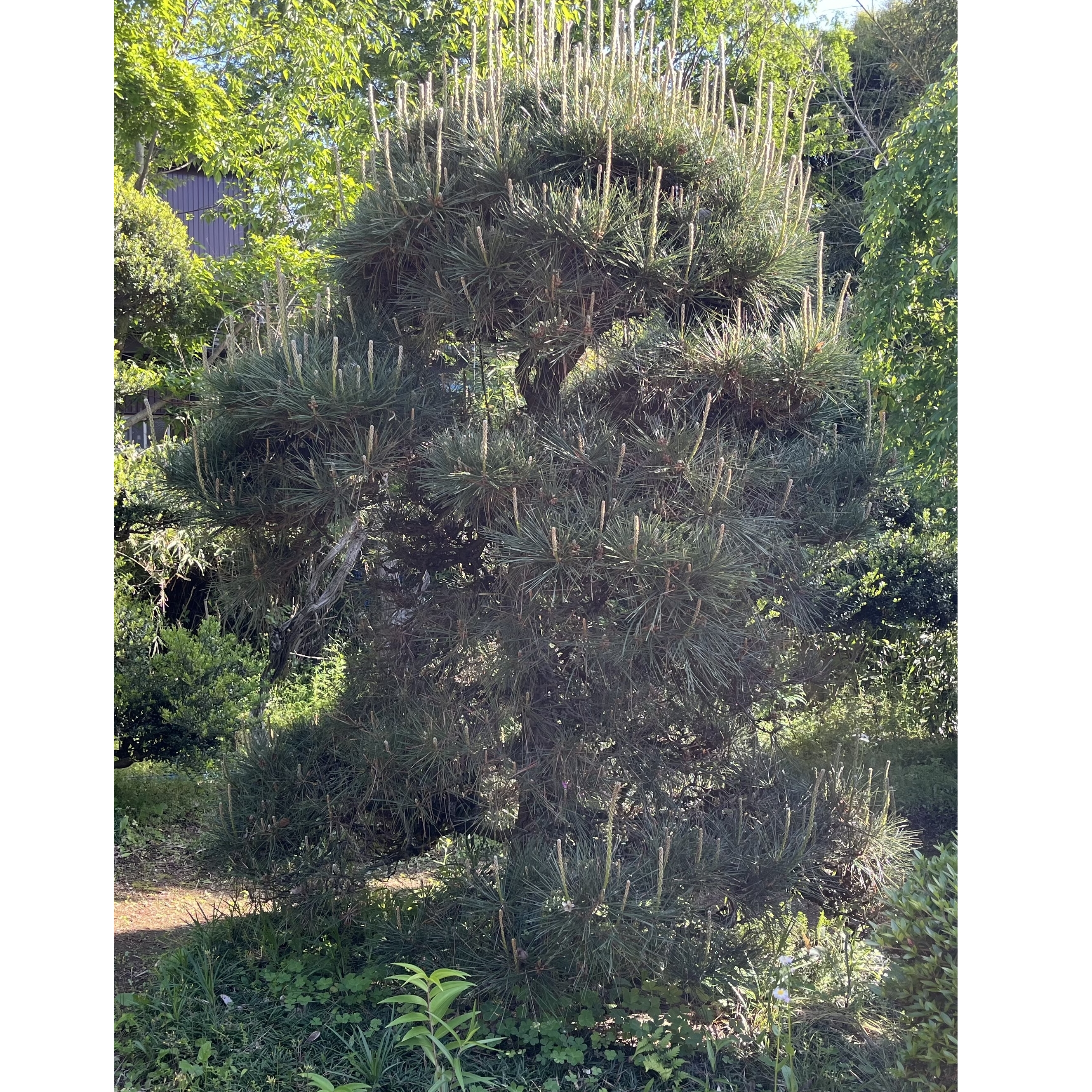 家族の思い出の五葉松