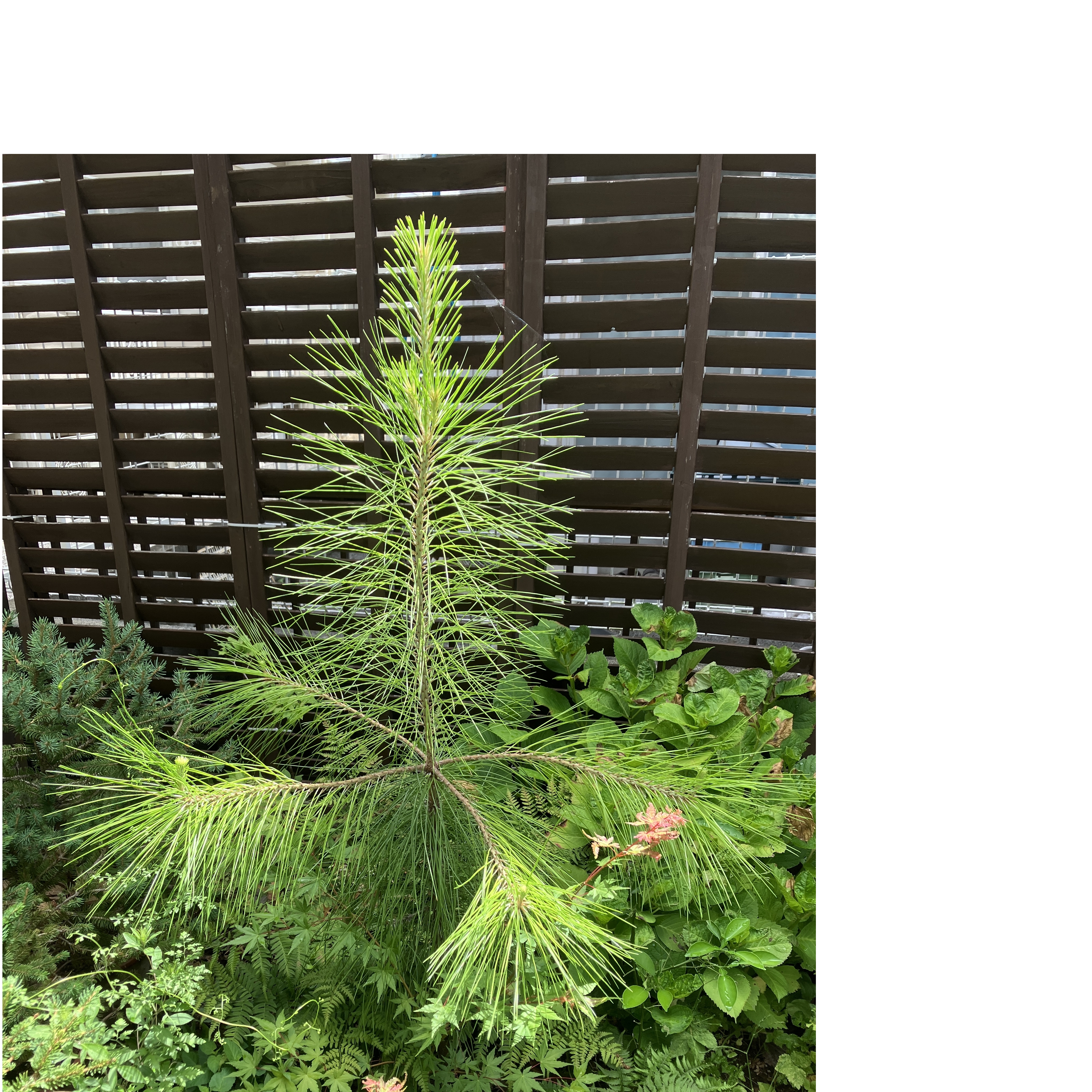 スラッシュ松(Pinus elliottii)