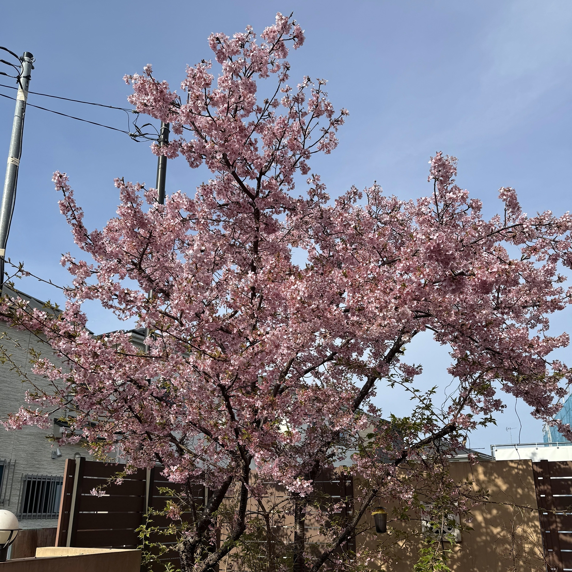 濃いピンクでソメイヨシノよりも鮮やかな色の花を咲かせます