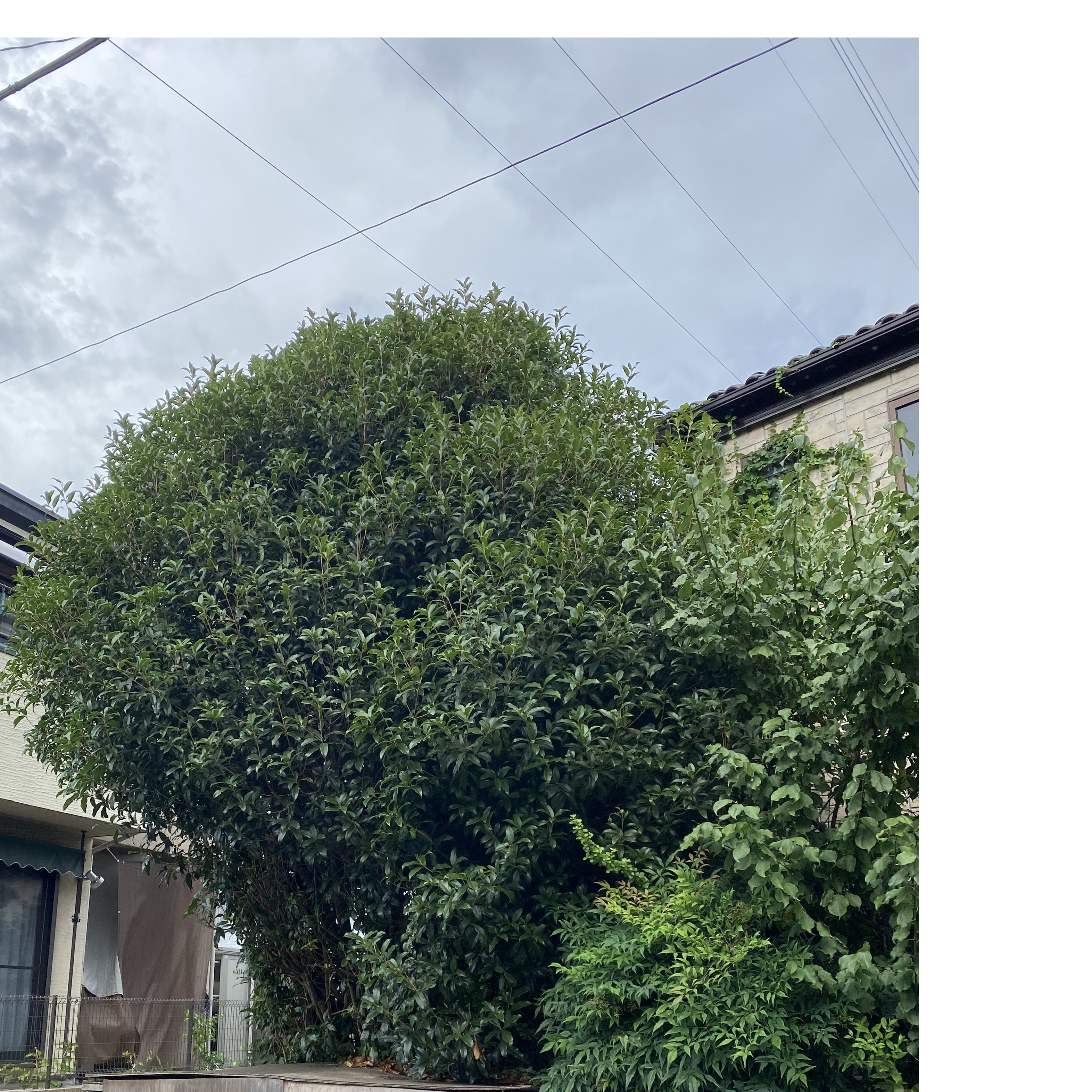 大切なキンモクセイ