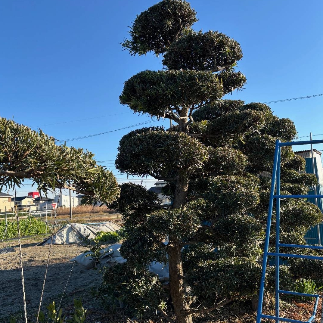 庭木(イヌマキ)