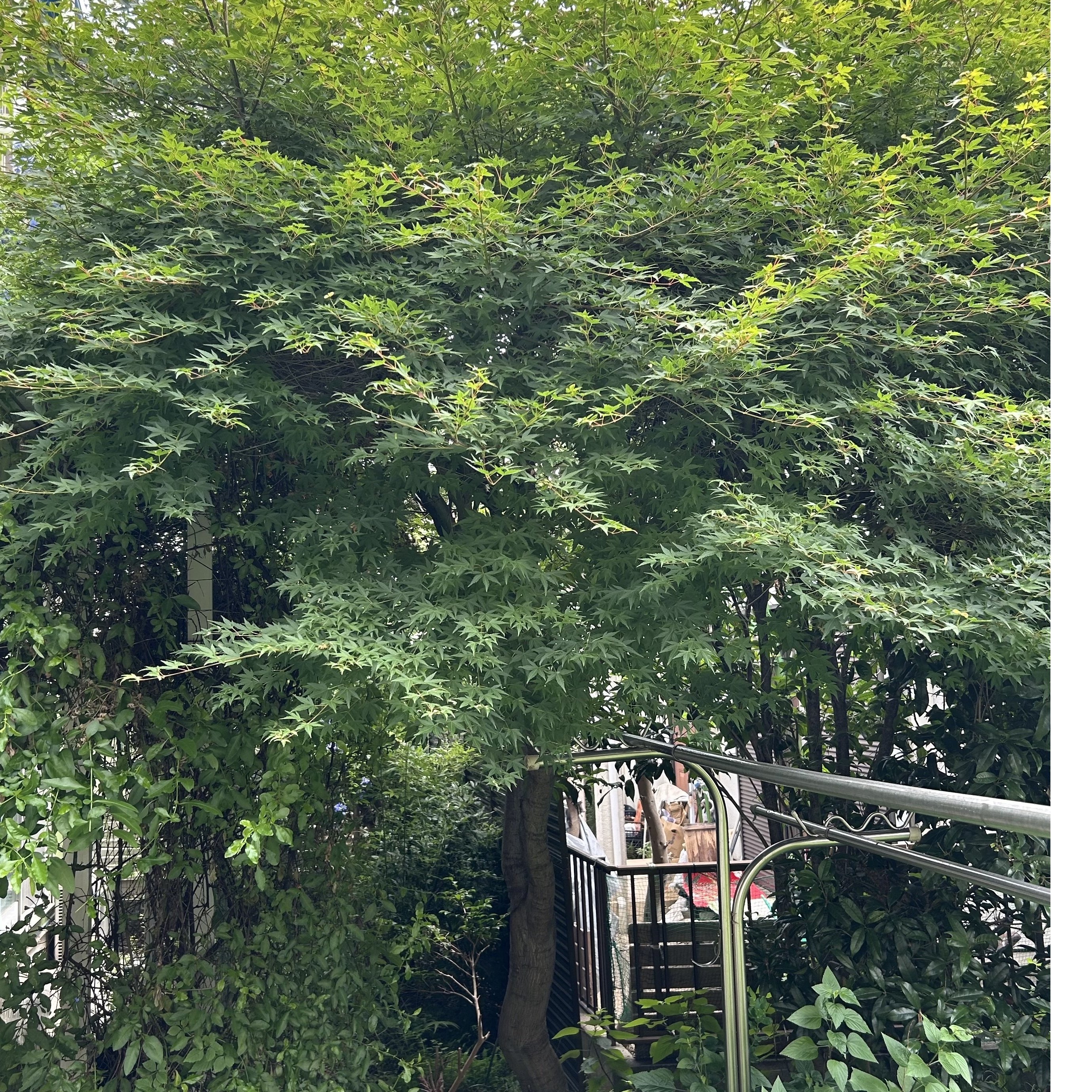 モミジ・ハナミズキ・サザンカ・セイヨウニンジンボク