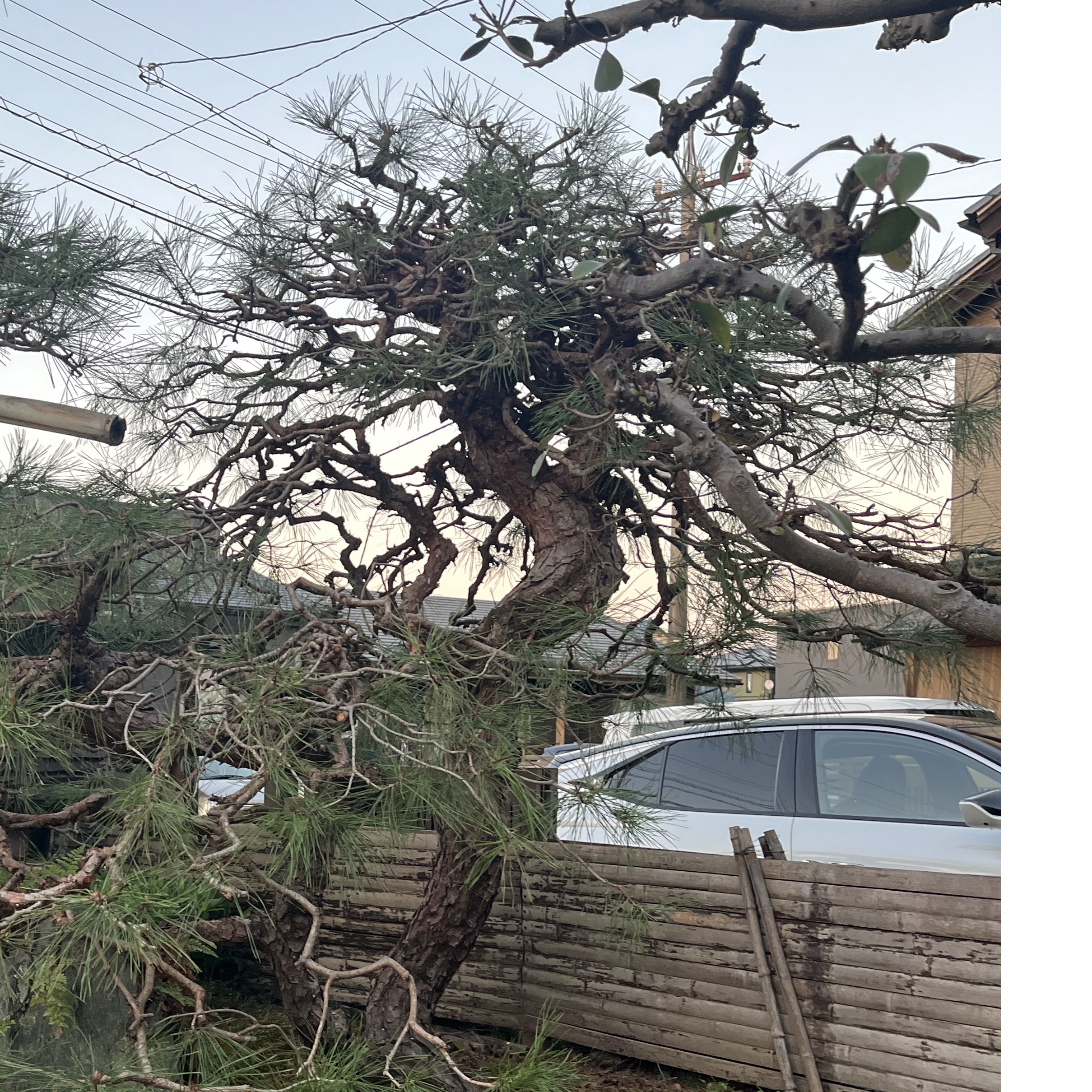 黒松・赤松・ヒメシャラ・盆スギ・ワクラ